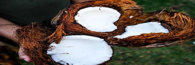 Coconut Cooperative - supplier and manufacturer from 미국