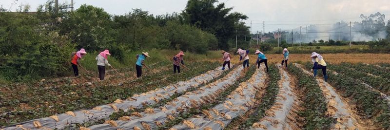 Monty Farm (Huizhou) - supplier and manufacturer from 중국