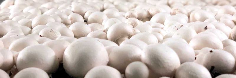 Los Petos - supplier and manufacturer from Spain