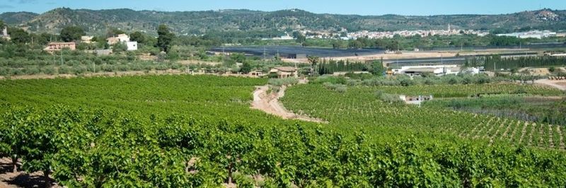 Blasco Fruit - supplier and manufacturer from Spain