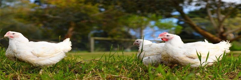 Ingham's Chicken - supplier and manufacturer from 호주