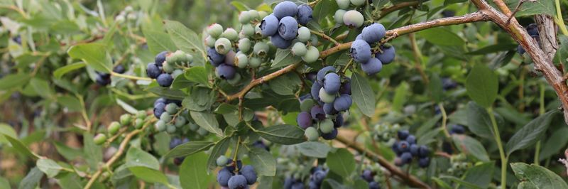 Nature's Touch Frozen Foods (West) Inc. - supplier and manufacturer from 캐나다