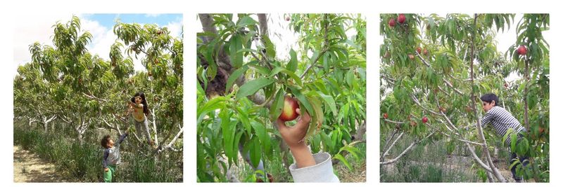 Yosef Farm - supplier and manufacturer from 이스라엘