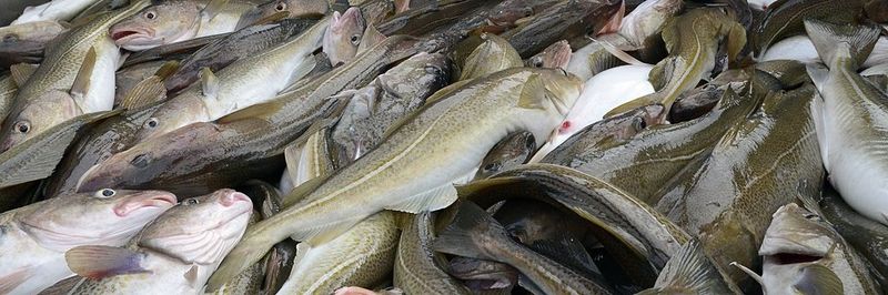 Grimsby Fish Market - supplier and manufacturer from United Kingdom