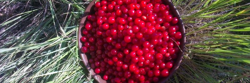 Happyjack Harvest, LLC - supplier and manufacturer from 미국