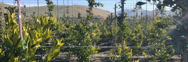 Voita West A DBA of California Citrus Selector, Inc. - supplier and manufacturer from 미국