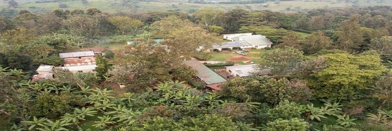Kahangi Estate - supplier and manufacturer from Uganda
