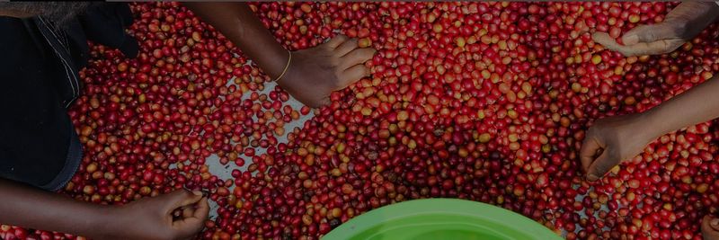 Mahembe Coffee - supplier and manufacturer from 르완다