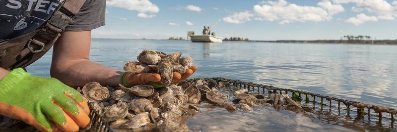 Rappahannock Oyster Co. - supplier and manufacturer from 미국