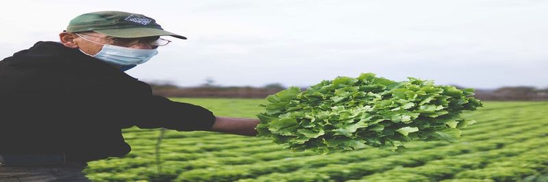 Antonio Bellipario Ortofrutta - supplier and manufacturer from Italy