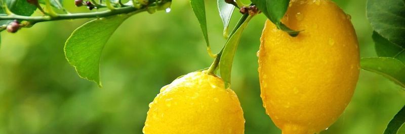 Ideal fruitful - supplier and manufacturer from 이집트