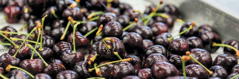 Te Mata Exports - supplier and manufacturer from 뉴질랜드