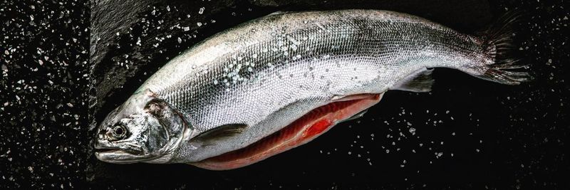 Wheeler Seafood Inc. - supplier and manufacturer from 미국