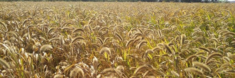 Agropick S.A. - supplier and manufacturer from 우루과이