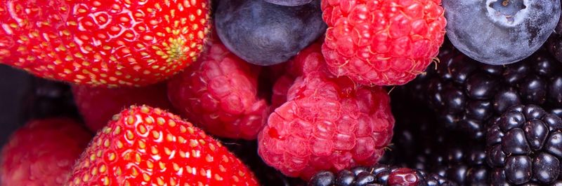 Fresh Results Peru S.A.C. - supplier and manufacturer from 페루