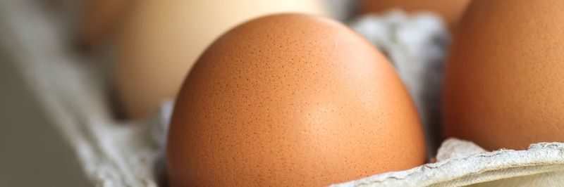 Kiepersol Eggs - supplier and manufacturer from 남아프리카공화국