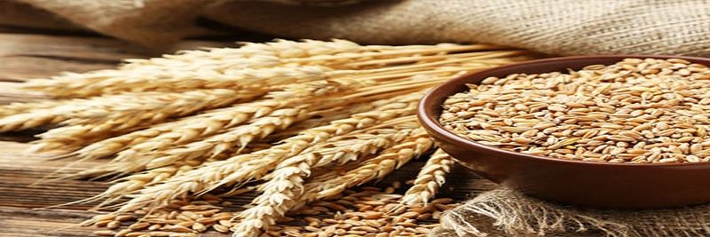 KAZCROP - supplier and manufacturer from 카자흐스탄