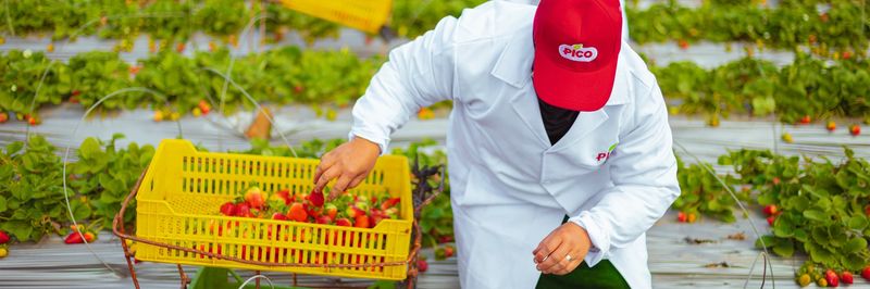 Modern Agriculture Company (MACO) / part of PICO group - supplier and manufacturer from Egypt