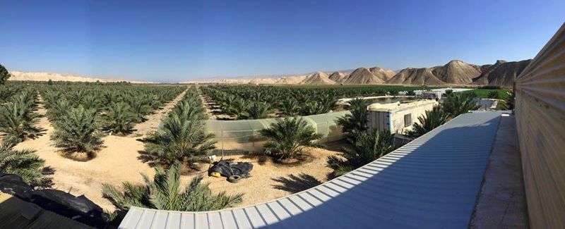 Jordan River Dates - supplier and manufacturer from Jordan