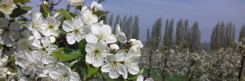 Fahner fruit e. G. - supplier and manufacturer from Germany