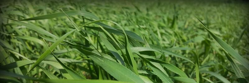 black lands malt - supplier and manufacturer from 미국