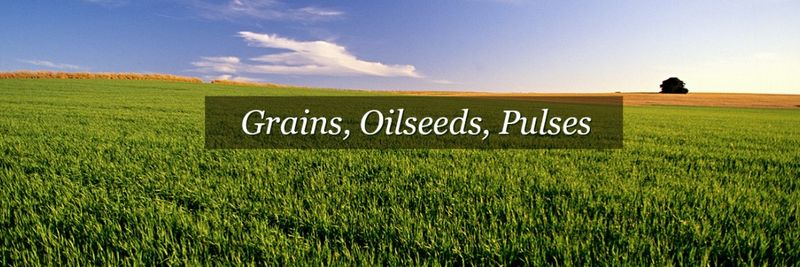 Baba Grain LLC - supplier and manufacturer from 미국