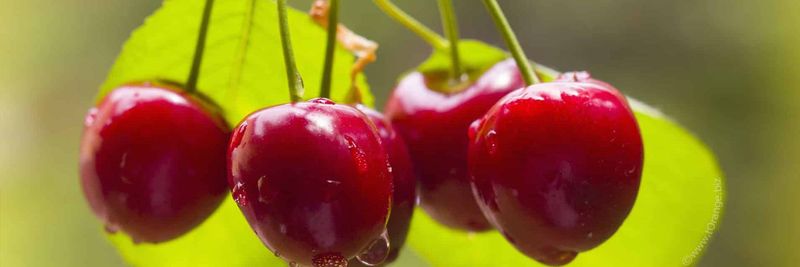 Tasty Fruit - supplier and manufacturer from 그리스