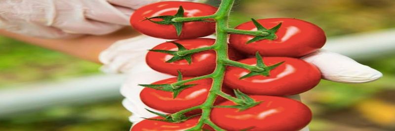 Westhof organic vegetables GmbH & Co. KG - supplier and manufacturer from Germany