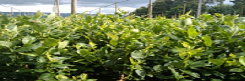 Mirtilusa - Sociedade de Produtores Horto-Frutícolas, Lda - supplier and manufacturer from 포르투갈