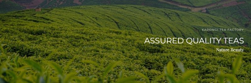 Karongi Tea Factory Ltd - supplier and manufacturer from 르완다
