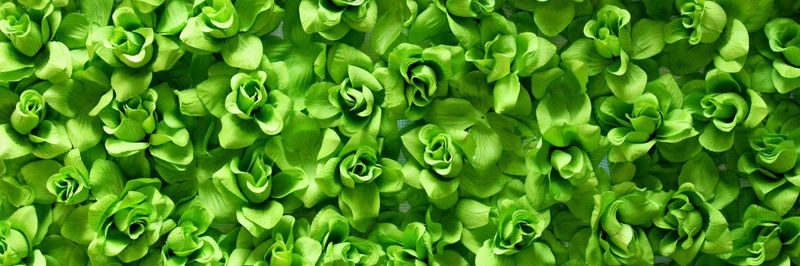 Grass Roots Juicery - supplier and manufacturer from 미국