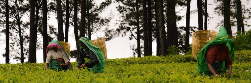 Lanka Organics (Pvt) Ltd. - supplier and manufacturer from Sri Lanka