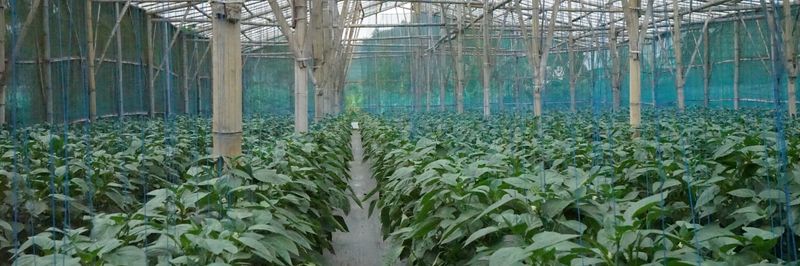 PT DMC Indonesia Food - Verified supplier and manufacturer from Indonesia