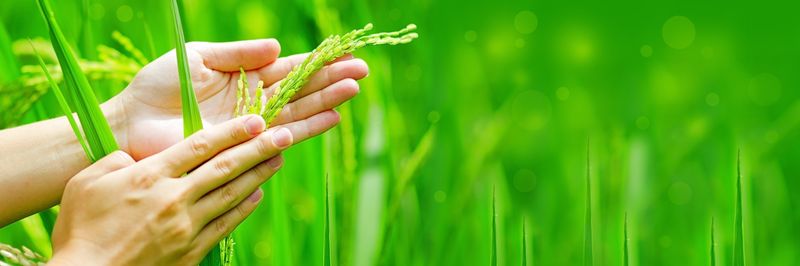 Harvest House General Trading - supplier and manufacturer from United Arab Emirates