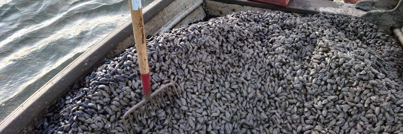 Thornham Harbour Oysters - supplier and manufacturer from 영국