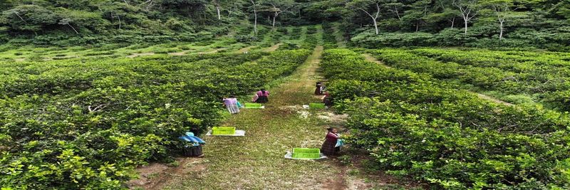 Tres Marias Green Export S.A. - supplier and manufacturer from 과테말라