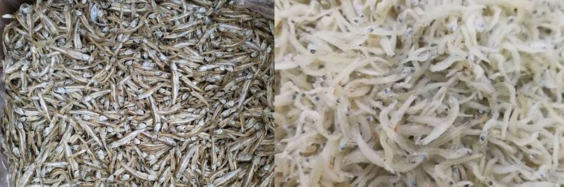 Ocean Bliss Sdn Bhd - supplier and manufacturer from 말레이시아