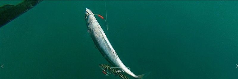 Kernowsashimi Limited - supplier and manufacturer from 영국