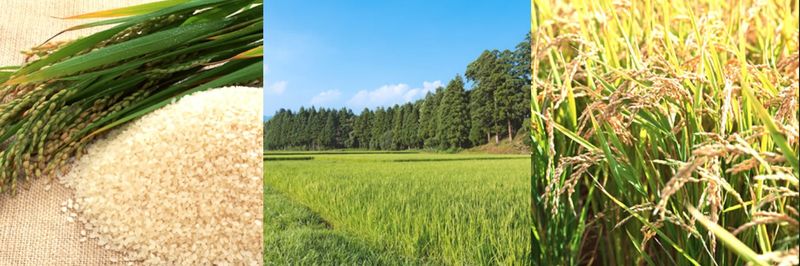Rice Growers Inc. - supplier and manufacturer from 일본