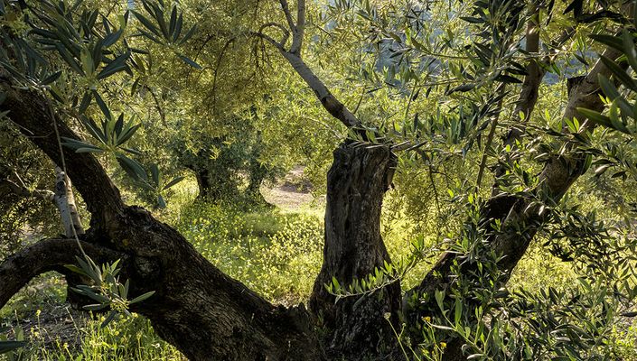 Green Gold Olive Oil Company - supplier and manufacturer from 스페인