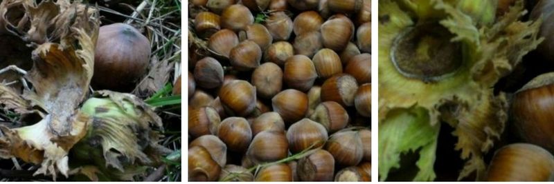 La goutte d'or du plateau - supplier and manufacturer from 프랑스