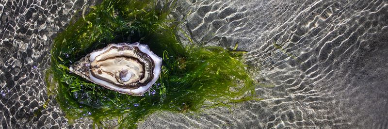 Irish Premium Oysters - supplier and manufacturer from 아일랜드
