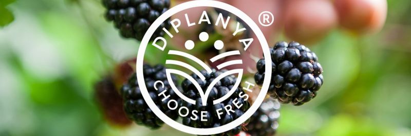Diplanya - supplier and manufacturer from 독일
