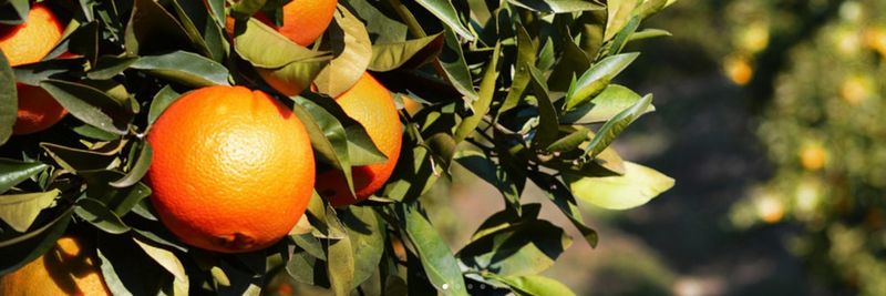Andalus Global Produce - supplier and manufacturer from 스페인