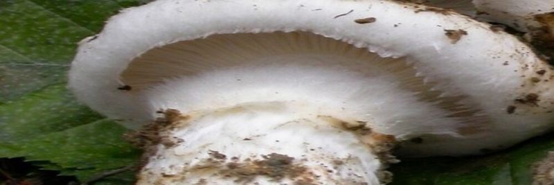 Pacific Rim Mushrooms - supplier and manufacturer from 캐나다