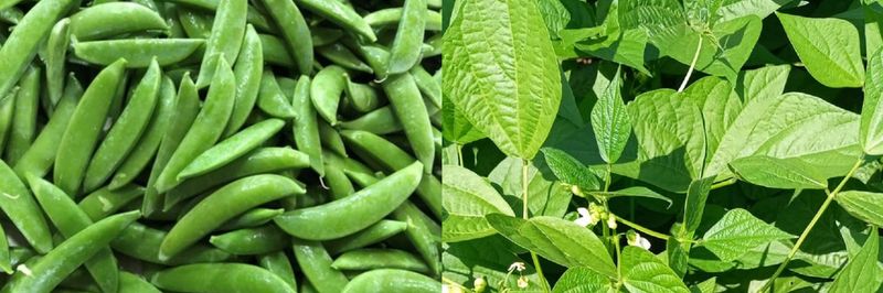 Kenya Fresh Produce Exporters Limited - supplier and manufacturer from Kenya
