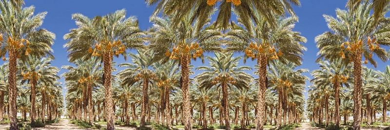 Hadiklaim Date Grower's Cooperative - supplier and manufacturer from 이스라엘