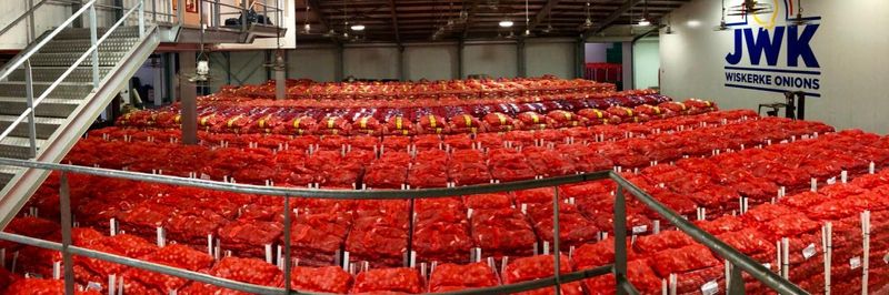 Wiskerke Onions - supplier and manufacturer from 네덜란드