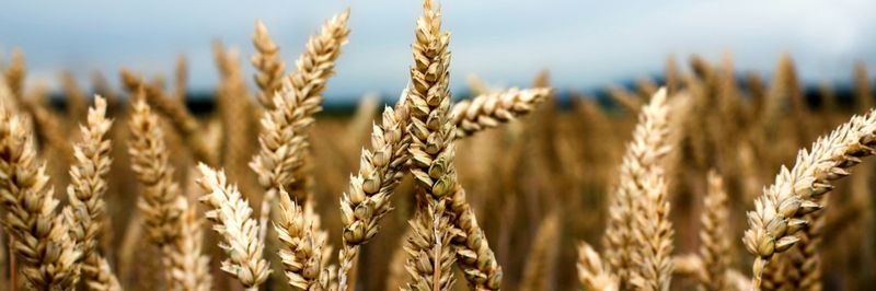 Farmwise Grains - supplier and manufacturer from 남아프리카공화국