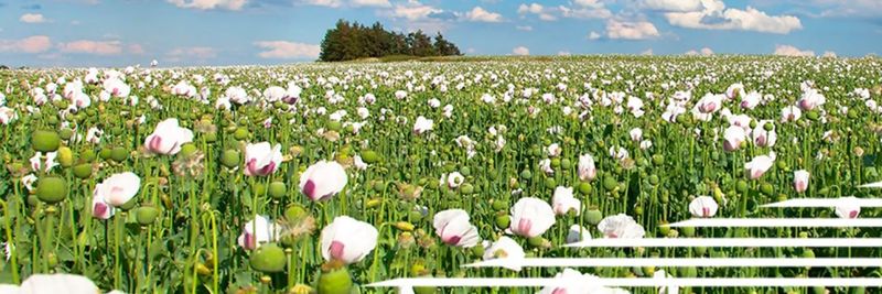Red River - Van Eck BV - supplier and manufacturer from 네덜란드